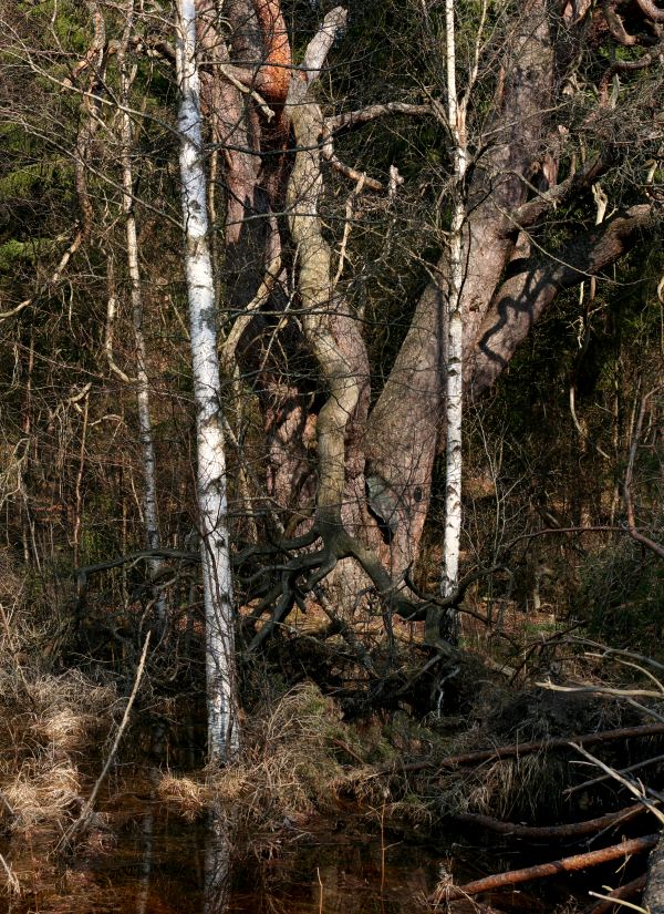 J&auml;ttetallen i Kvillsfors