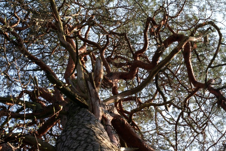 Tallkrona p&aring; j&auml;ttetall i Kvillsfors