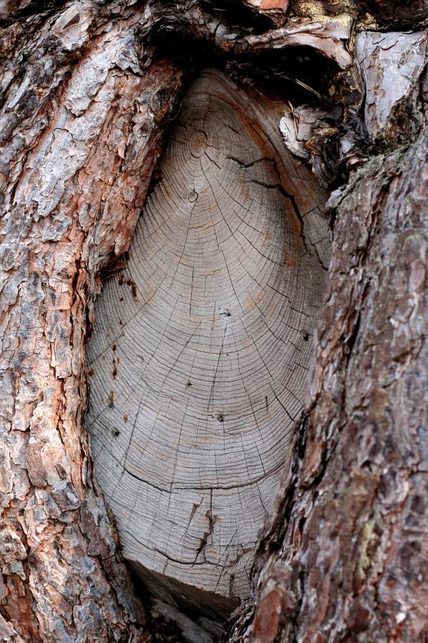 Invallad s&aring;gad grenstump p&aring; tall