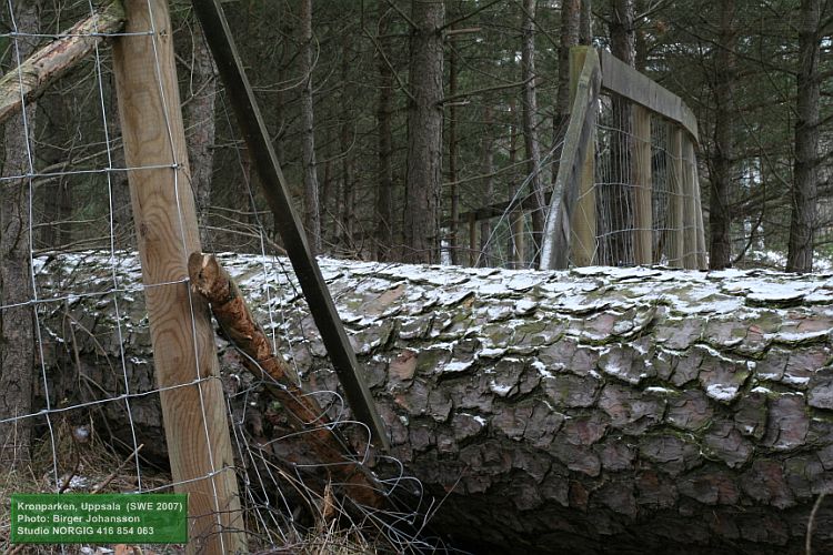 Vindf&auml;lld tall i f&aring;rst&auml;ngsel