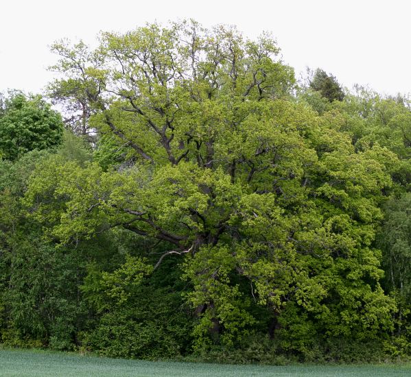 Stor ek, Stora Djurg&aring;rden, H&aring;gadalen, Uppsala