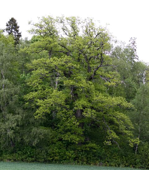 Stor ek, Stora Djurg&aring;rden, H&aring;gadalen, Uppsala