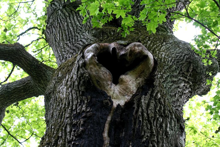 H&aring;lek, en ih&aring;lig ek (Quercus robur) vid Gottsunda, Uppsala