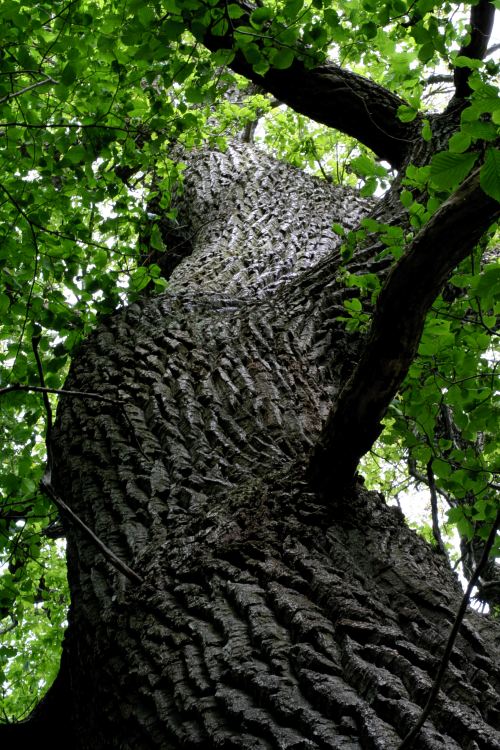 En uppl&auml;ndsk ekj&auml;tte (Quercus robur)