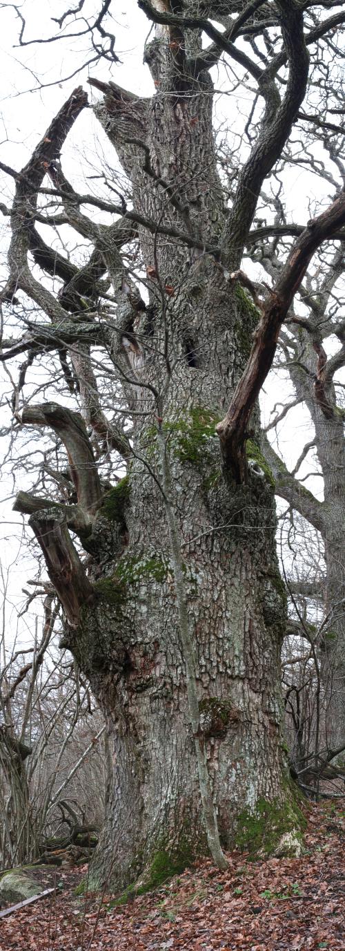 En j&auml;tteek, h&aring;gadalens st&ouml;rsta ek (Quercus robur), Uppsala