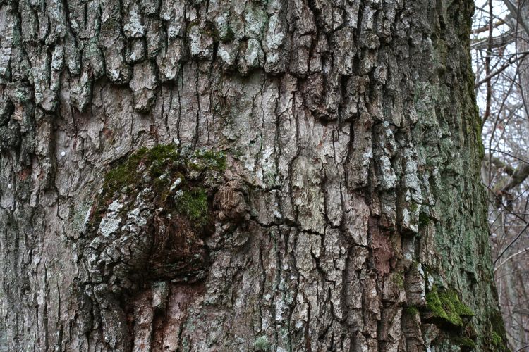 Ekbark p&aring; gammal ek (Quercus robur)