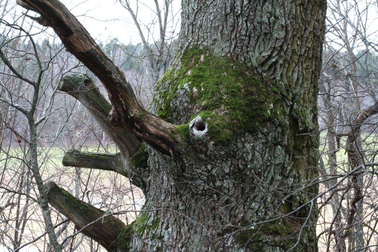 J&auml;tteek med grov stam (Quercus robur) i, H&aring;gadalen, Uppsala