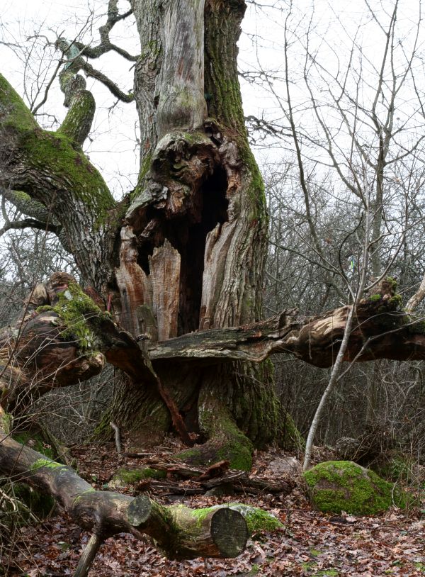 En gammal ek (Quercus robur) vid  Stora Djurg&aring;rden i H&aring;gadalen, Uppsala