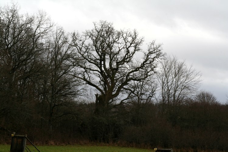En gammal ek (Quercus robur) vid  Stora Djurg&aring;rden i H&aring;gadalen, Uppsala