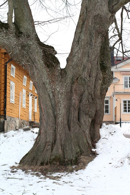 En j&auml;ttelind och gammal parklind (Tilia x vulgaris) vid Gottsunda g&aring;rd i Uppsala
