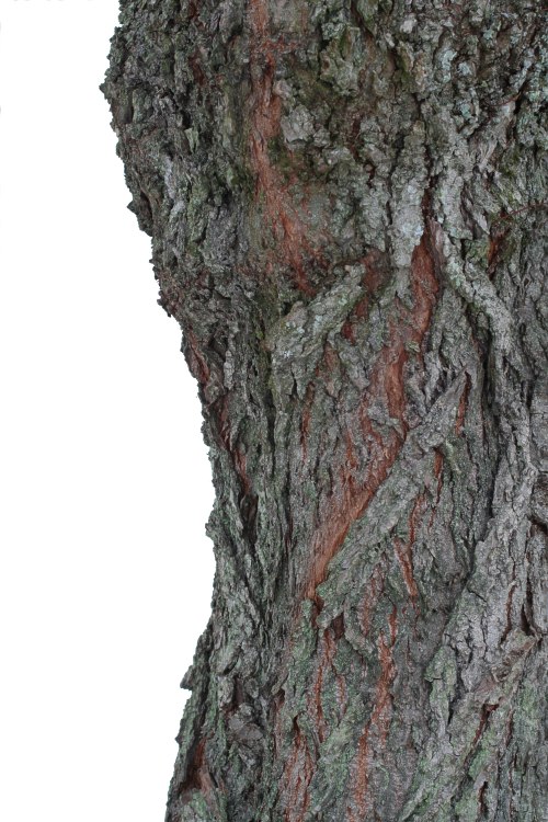 Gammal lindbark (Tilia x vulgaris) p&aring; lindstam i Uppsala