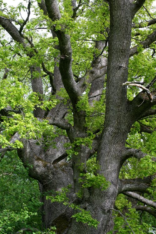 En grov flerstammig ek (Quercus robur) vid Gottsunda, H&aring;gadalen Uppsala
