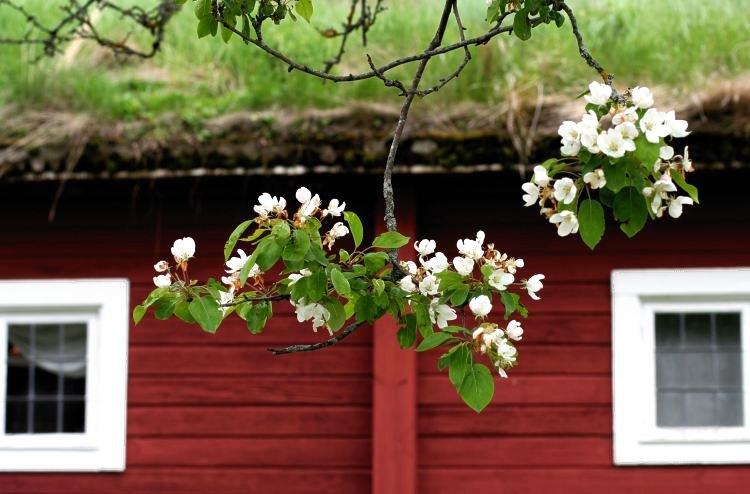 &Auml;ppelblommor framf&ouml;r brygg- och bagarstugan p&aring; Linn&eacute;s Hammarby