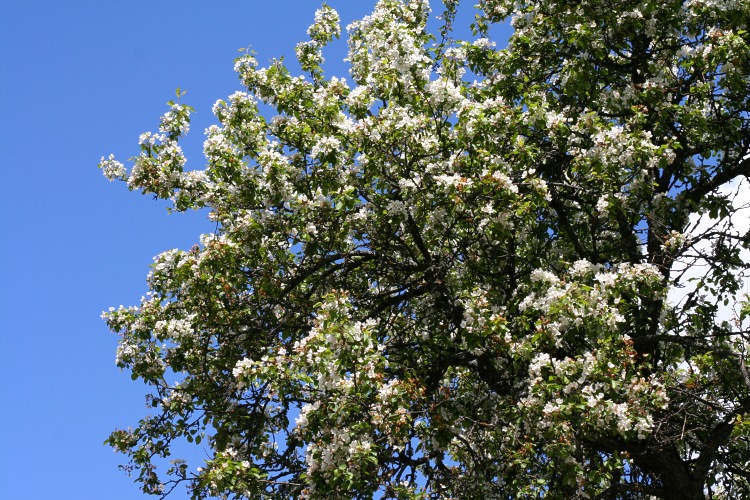 Blommande &auml;ppeltr&auml;d