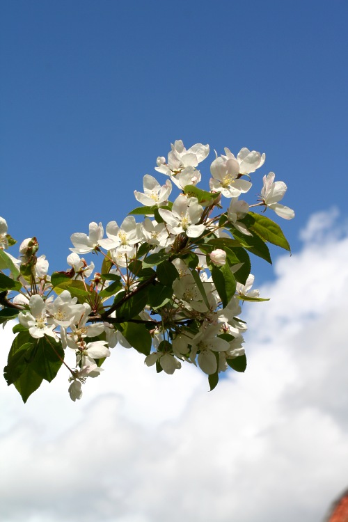 &Auml;ppelblommor (Malus baccata) p&aring; Carl von Linn&eacute;s Hammarby