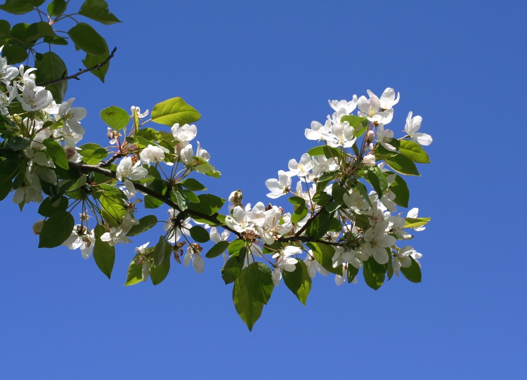 Blommor p&aring; Linn&eacute;s &auml;ppeltr&auml;d (Malus baccata)