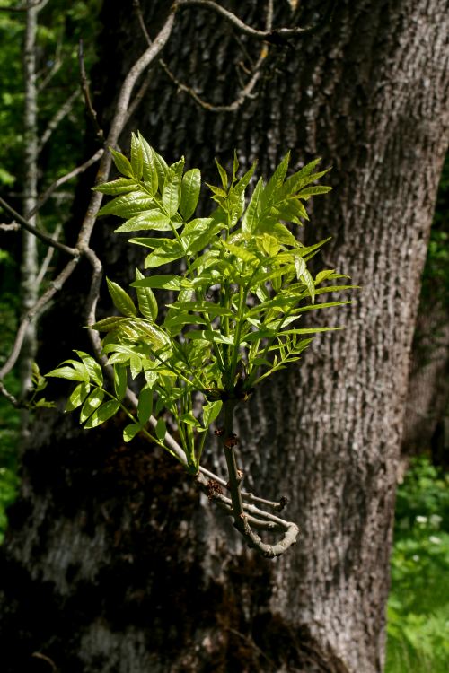 Ask (Fraxinus excelsior) p&aring; Linn&eacute;s Hammarby
