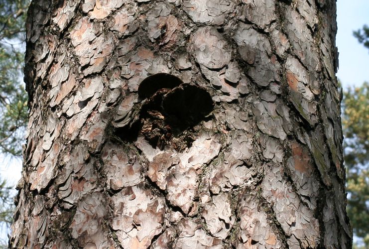 Tallticka (Phellinus pini)