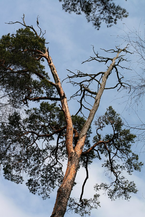 Tv&aring;delad krona p&aring; gammal tall (Pinus sylvestris)
