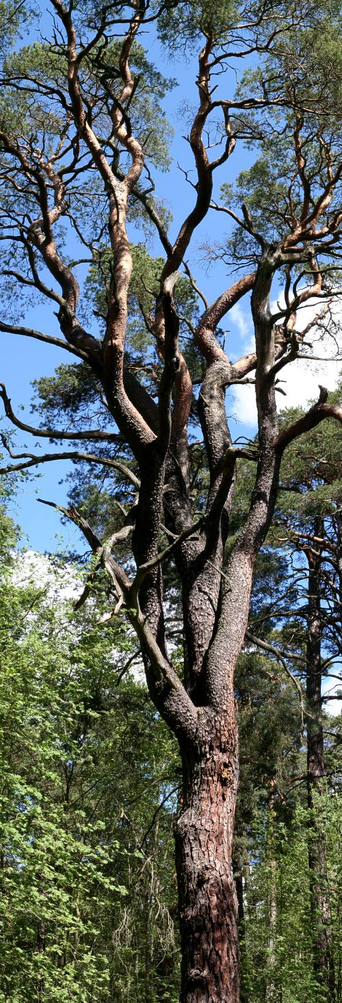 J&auml;ttetall (Pinus sylvestris)