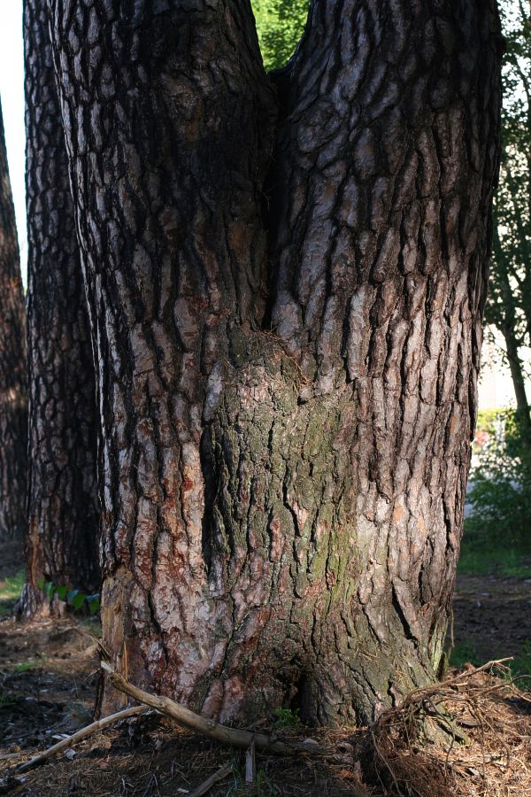 Dubbelstammig tall (Pinus sylvestris)
