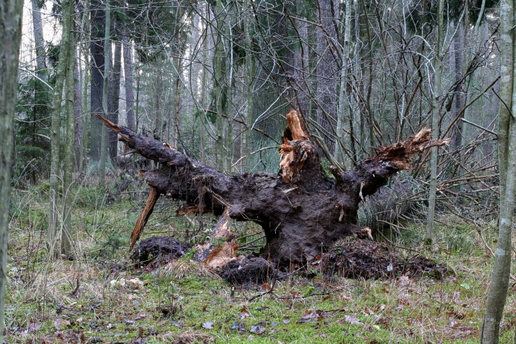 Rotv&auml;lta av gran