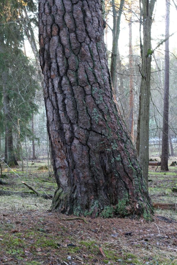 Lutande j&auml;ttetall (Pinus sylvestris)