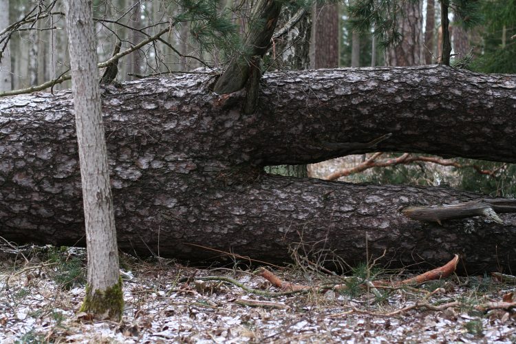 Vindf&auml;lld tv&aring;stammig j&auml;ttetall (Pinus sylvestris)