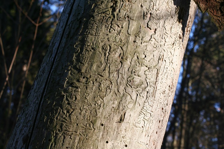 Gnagsp&aring;r p&aring; tallstam
