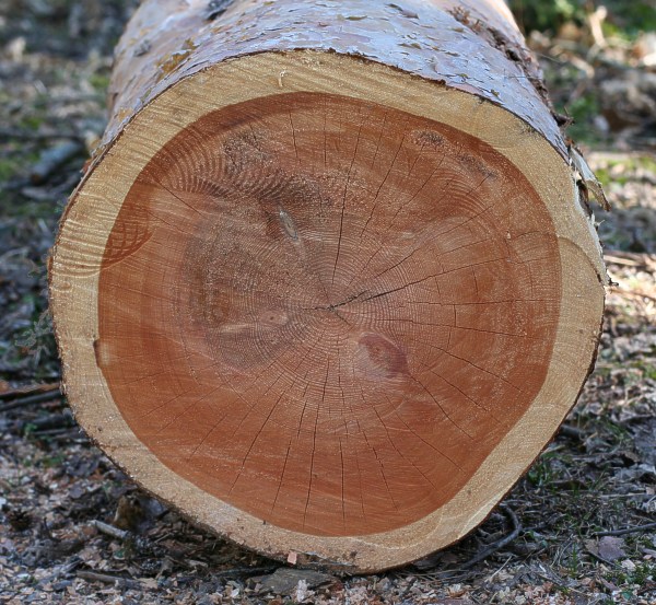 &Aring;rsringar och k&auml;rnved i gammal tall (Pinus sylvestris)