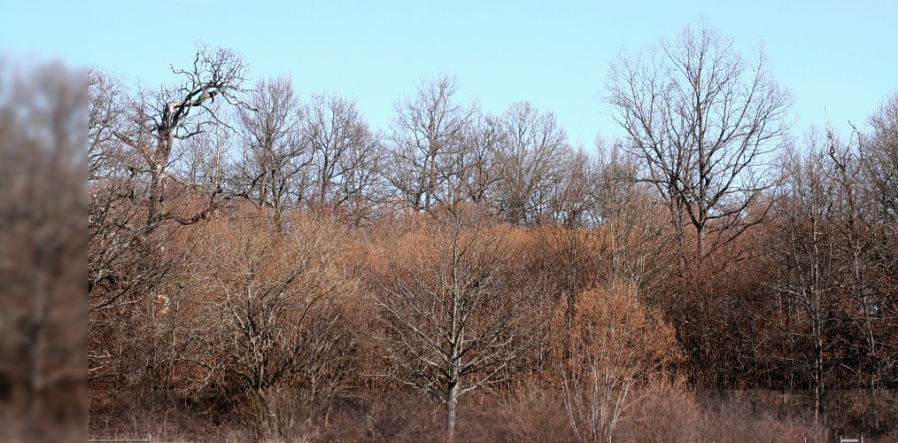 N&aring;ntuna lund, naturreservat i Uppsala
