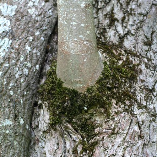 Linn&eacute;s ask i n&auml;rbild