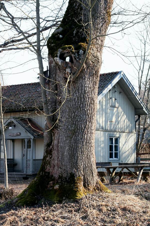 Ask (Fraxinus excelsior) p&aring; Linn&eacute;s S&auml;vja, utanf&ouml;r Uppsala