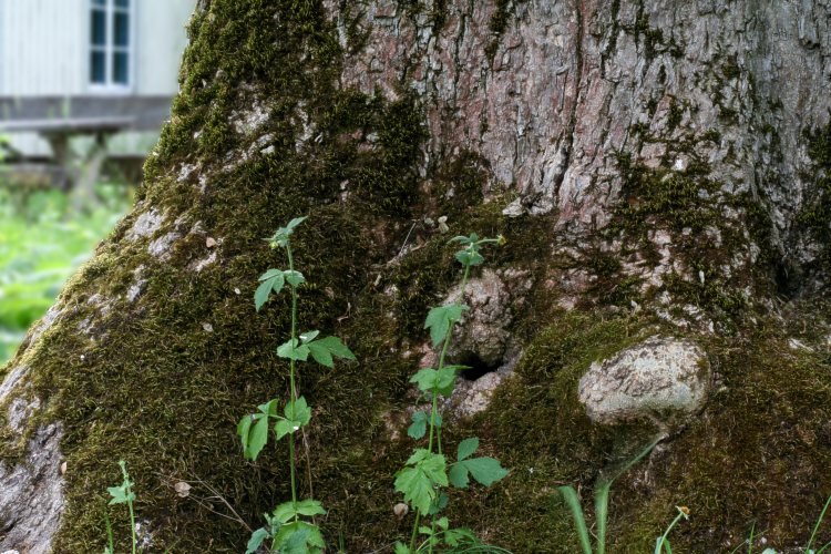 Linn&eacute;s ask (Fraxinus excelsior)