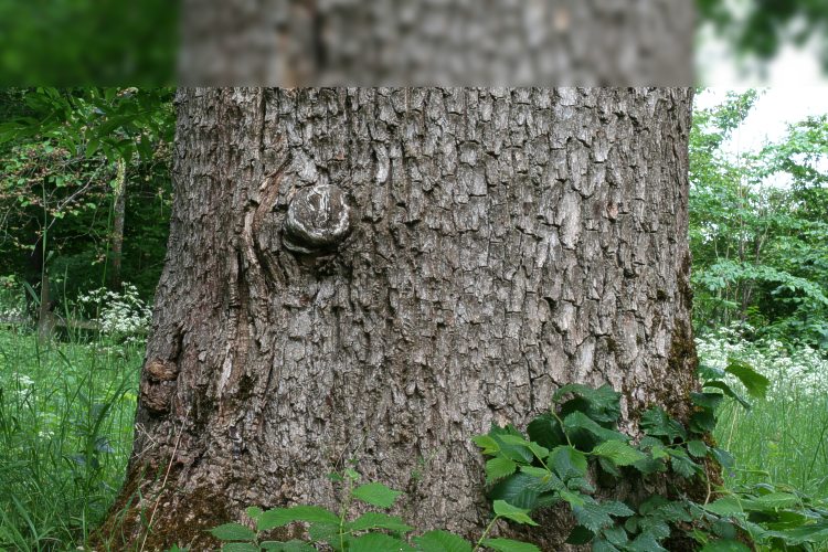 Gammal ask (Fraxinus excelsior) p&aring; Carl von Linn&eacute;s S&auml;vja