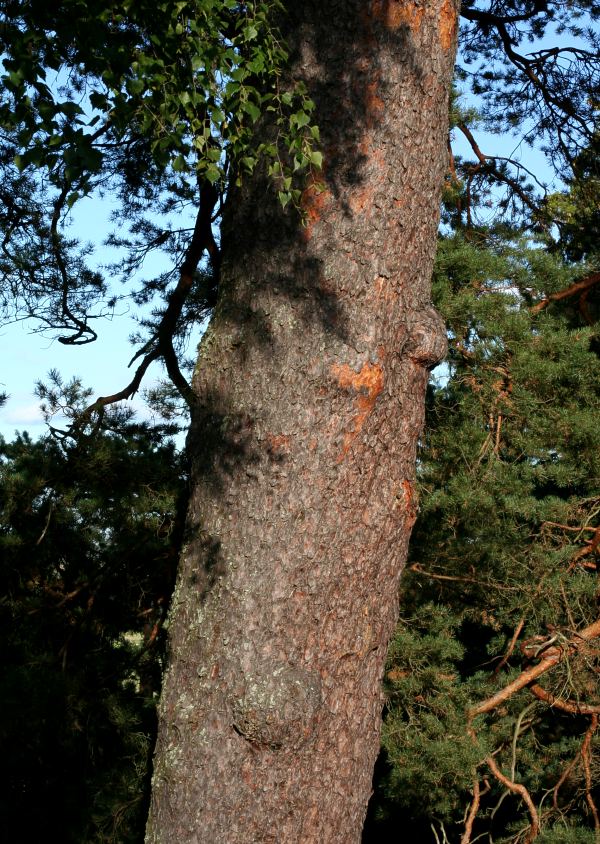 Bark p&aring; tallj&auml;tte (Pinus sylvestris)