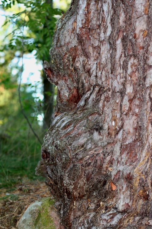 Vrilar p&aring; gammal tall (Pinus sylvestris) Ultuna&aring;sen