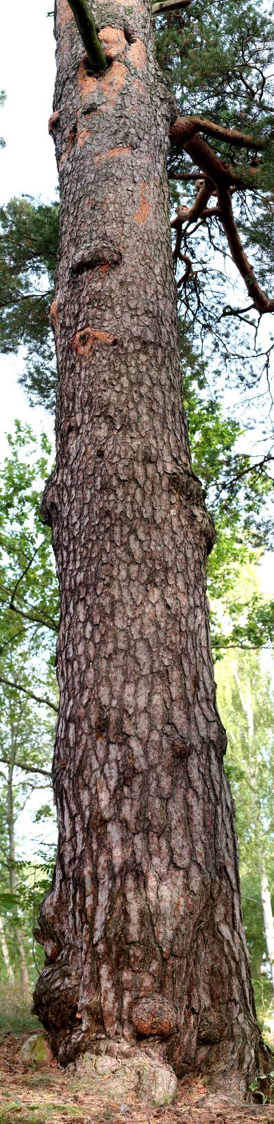 J&auml;ttetall (Pinus sylvestris) Kron&aring;sen i Uppsala