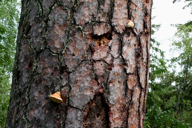 D&&ouml;uml;d tall. H&ouml;gstubbe med klibbticka (Fomitopsis pinicola)