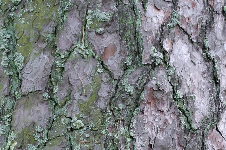 Skorpbark p&aring; grov gammal tall (Pinus sylvestris), Kron&aring;sen Uppsala