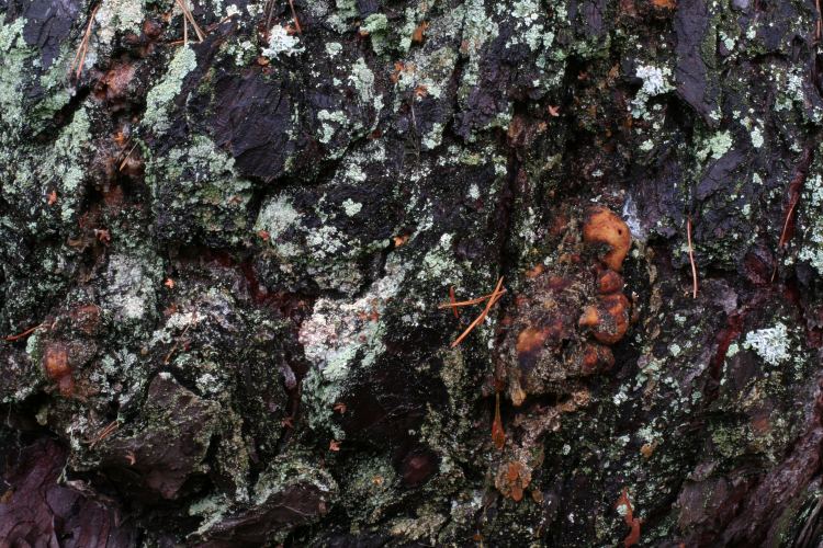 Utv&auml;xt p&aring; gammal tall (Pinus sylvestris)