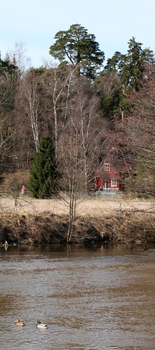Gammal tall (Pinus sylvestris) p&aring; Kron&aring;sen, Uppsala&aring;sen med gr&auml;s&auml;nder i Fyris&aring;n