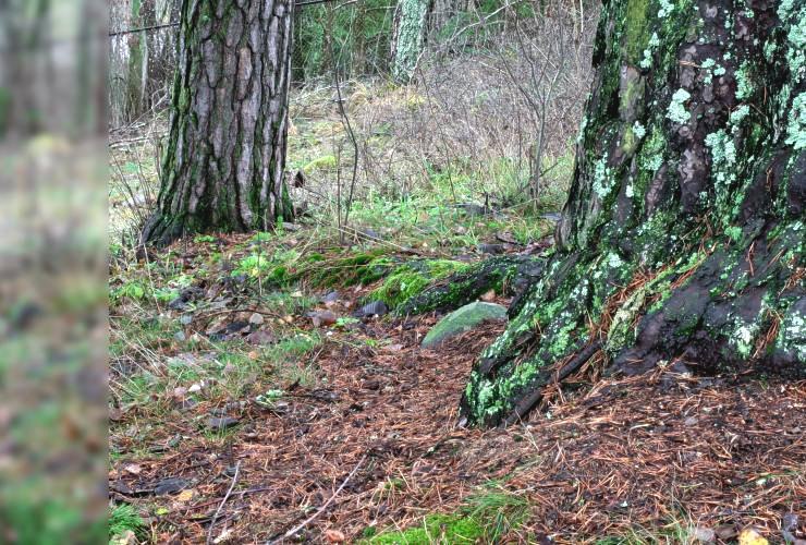 Tallr&ouml;tter p&aring; Ultuna&aring;sen