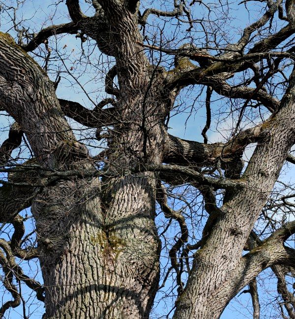 Grova grenar p&aring; ekj&auml;tte (Quercus robur) i V&aring;rds&auml;tra, Ekolsn&auml;s Uppsala