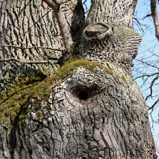 Troll&ouml;ga p&aring; gammal ek (Quercus robur) V&aring;rds&auml;tra, Ekolsn&auml;s Uppsala