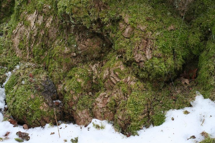 Mossa och kn&ouml;lar p&aring; gammal ek (Quercus robur) V&aring;rds&auml;tra s&auml;tesg&aring;rd i Uppsala