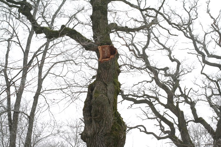 J&auml;tteek Quercus robur vid V&aring;rds&auml;tra s&auml;tesg&aring;rd, Uppsala