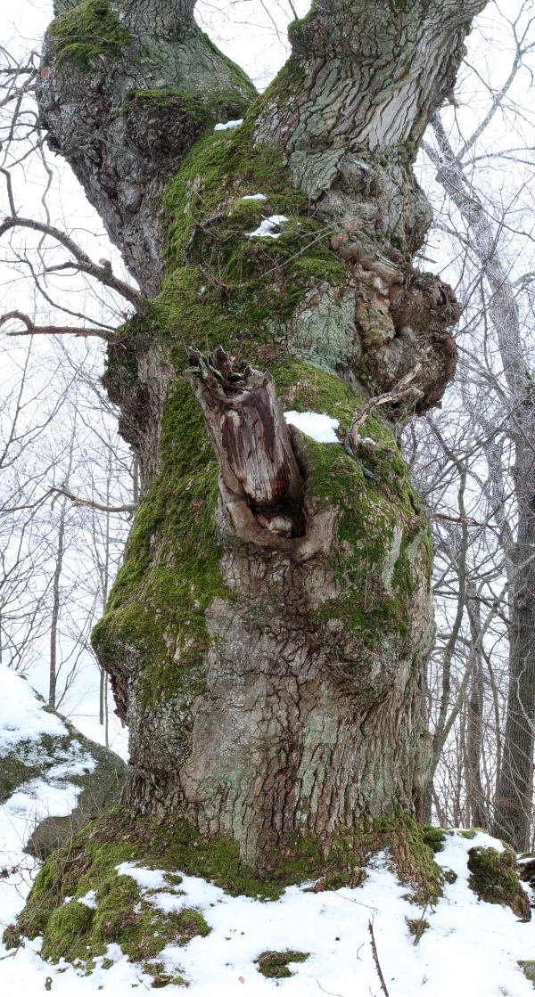 J&auml;tteek, gammal trollek (Quercus robur) vid V&aring;rds&auml;tra s&auml;tesg&aring;rd, Uppsala