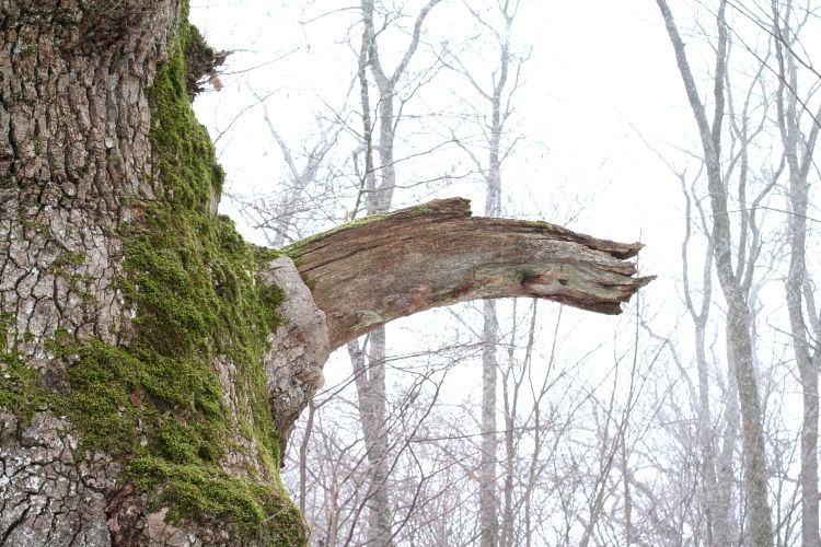 Trolltr&auml;d, en gammal ek (Quercus robur) Uppsala