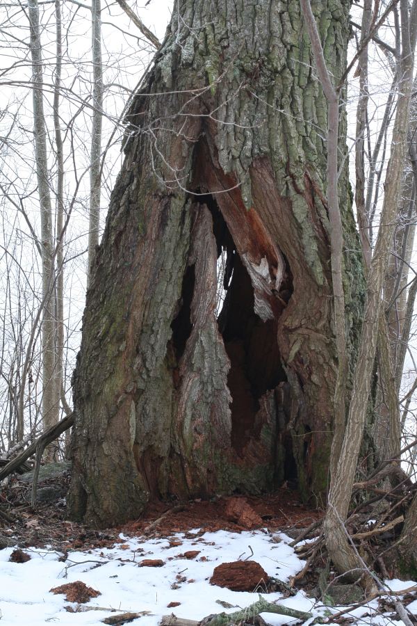 J&auml;tteek, en ih&aring;lig ek (Quercus robur), V&aring;rds&auml;tra Uppsala